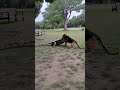 The Pit Bull and the crocodile encounter each other ピットブルーとワニが遭遇 #animals #shorts #funny
