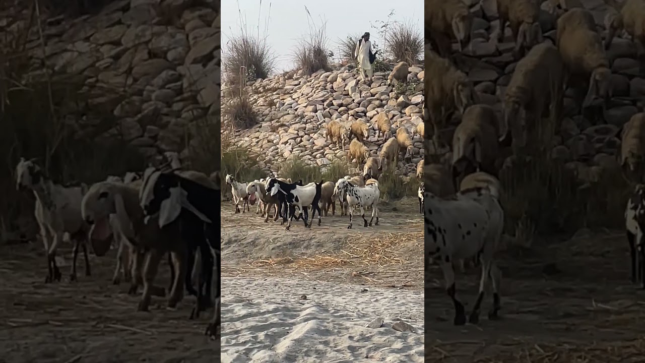 Indus beauty#viral #shortfeed #trending