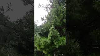 Вековые кедры, краса Сибири🦉 #youtubeshorts #nature #naturalbeauty #naturelovers
