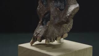 The Fascinating History of Animals.