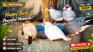 Peaceful Java Sparrow Flock Feeding Together | Relaxing Bird Sounds | 1 Hour | Full HD