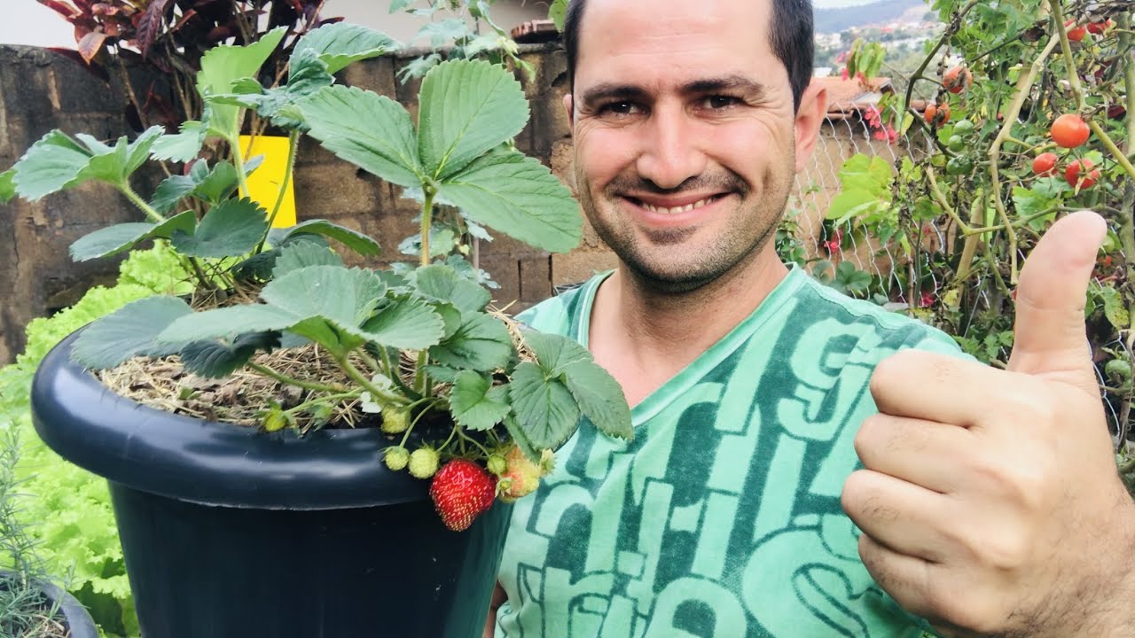 MELHORES VASOS PARA O PLANTIO DO MORANGO E DICAS DE COMO PLANTAR MELHORES VASOS PARA O PLANTIO DO MORANGO E DICAS DE COMO PLANTAR