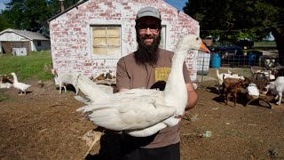 I Bought My Pet Goose a Girlfriend!!! (Amish Animal Auction)