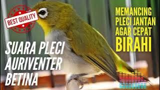 Suara Pleci Auriventer Betina Agar Pleci Jantan Cepat Birahi dan Bunyi Ngalas