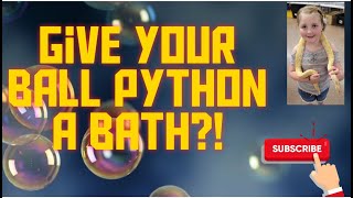 Giving Adult Ball Python a Bath? She's Not Happy About It