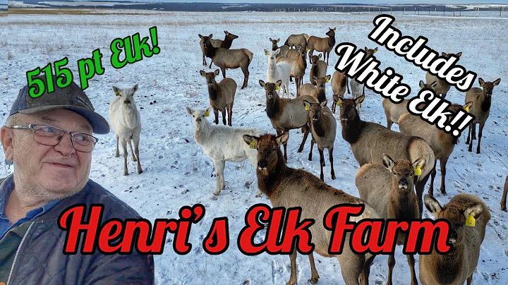 Henri Aubin Elk Farm featuring some White Elk and one with 515 point antlers!