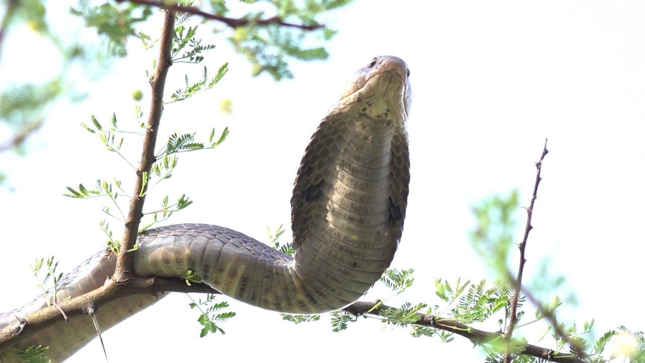 snake videos national geographic in hindi Snake videos come fast in hindi कोब्रा साप Snake