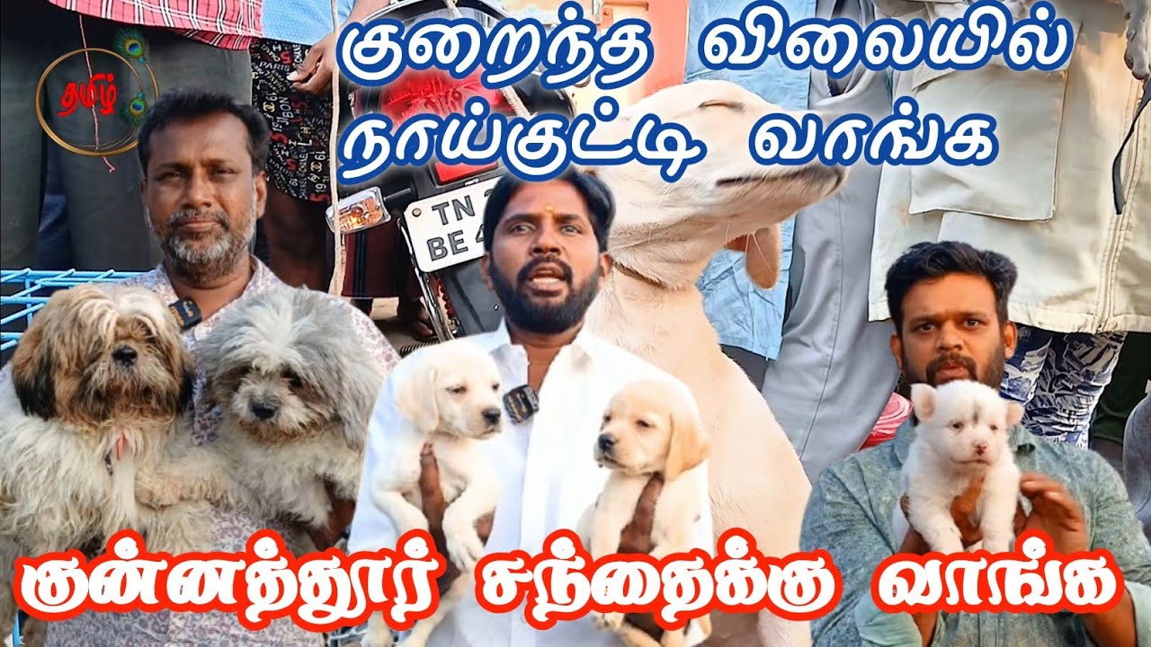 குறைந்த விலையில் நாய் குட்டிகள் வாங்க #குன்னத்தூர் #google #dog #tamil 