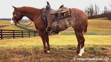 HA Chairman Rey Jean***For info, price, etc., go to our website*** ValleyViewRanch.net