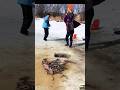 Frozen River Fishing Adventure ❄️🎣 Catching Fish Beneath the Ice #fishing #shortsvideo #icefishing😐🐟