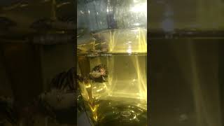 Download Lagu avatar gold cooper MP3