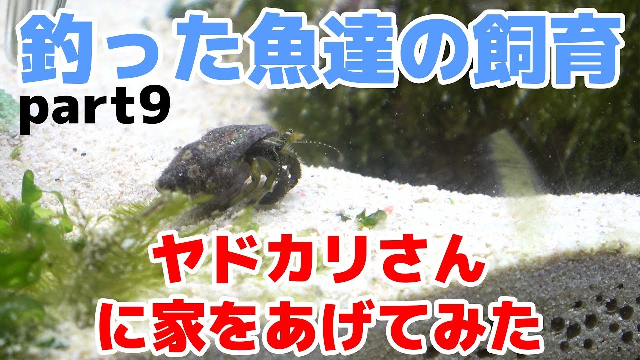 9 海水 ヤドカリさんと磯ガニの観察 アクアリウム Youtube
