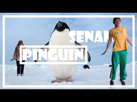  Senam Pinguin  YouTube