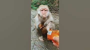 Monkey 🐵😌.... #shorts #like #subscribe #satisfying #trending