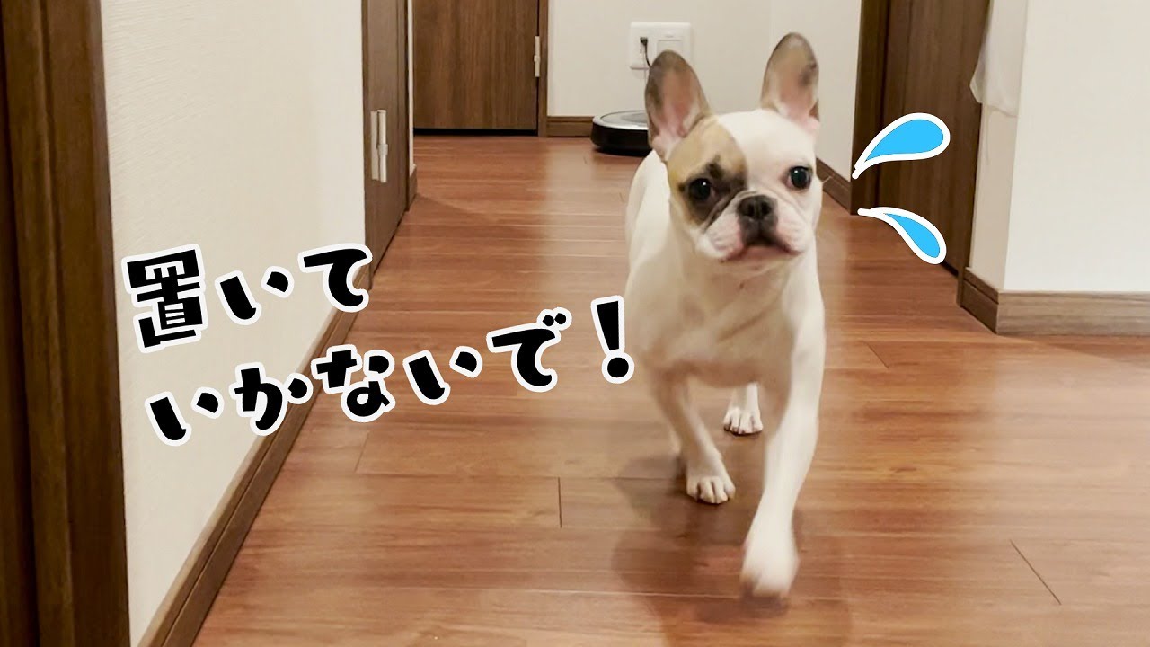 お風呂はヤダ お芋は食べたい 飼い主の誘いに葛藤するフレブル その実録が中々のドキュメンタリーだった 動画 フレンチブルドッグライフ