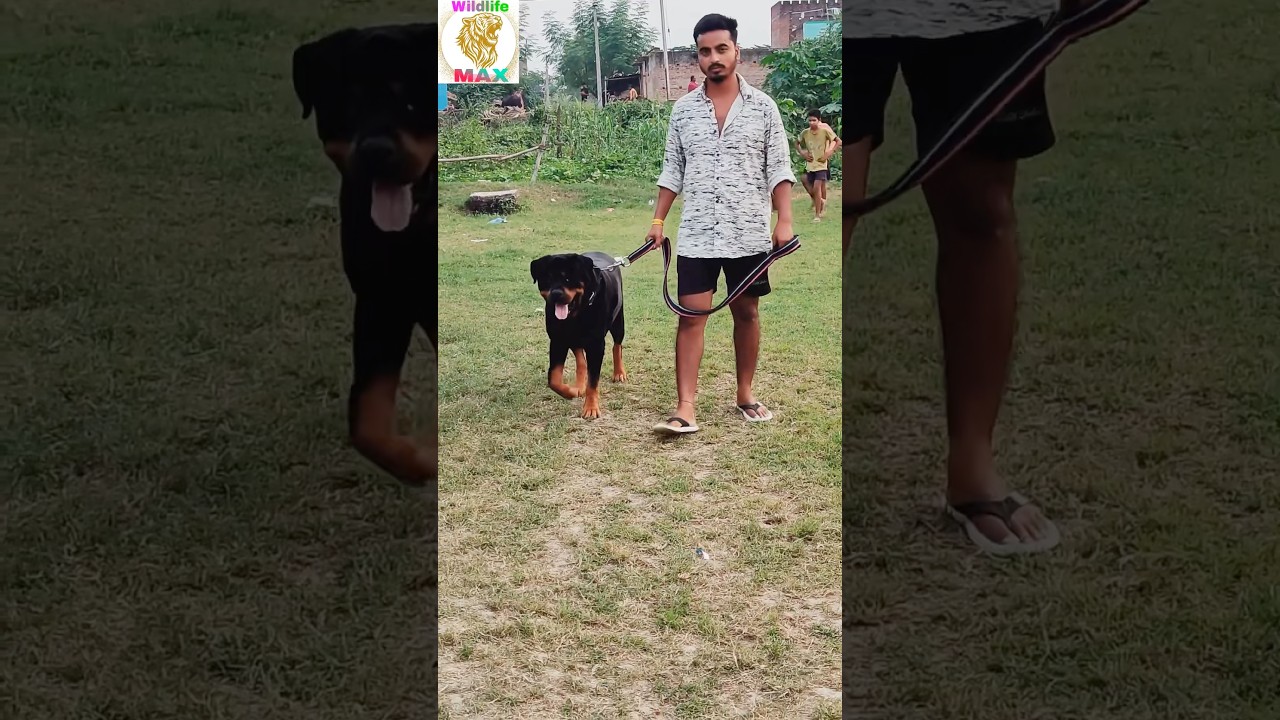 Top Quality Rottweiler 🐾🔥 #TopQualityRottweiler #RottweilerLove #PowerfulDog #SmartDog #DogLovers