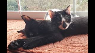 ( RIP) Apollo's Love #Rainbow Bridge Tribute