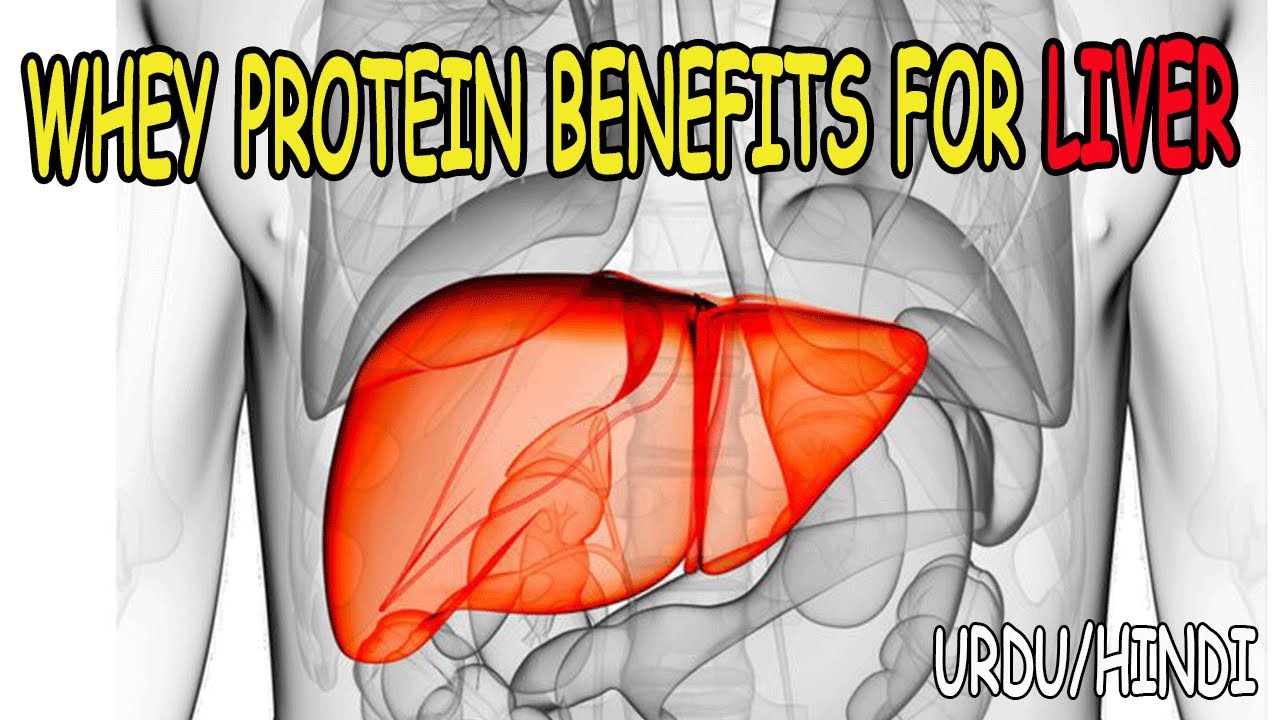 Whey Protein Benefits For Liver in Urdu/Hindi YouTube