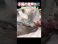【🌙ルナの難産な出産+子猫日記】子猫誕生‼️羊膜を舐めて破る母猫と産声をあげる赤ちゃん子猫 #shorts #ラグドール #子猫
