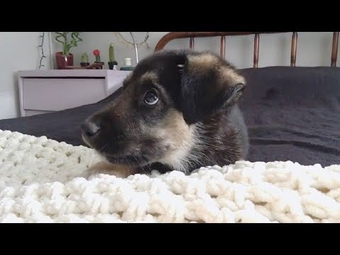 puppies-talking-and-arguing-with-their-humans