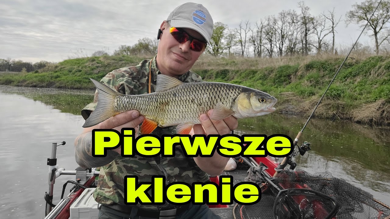 Pierwsze klenie 