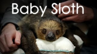 I Got to Hold a Baby Sloth! by Pelican Dave 519 views 1 year ago 2 minutes, 10 seconds