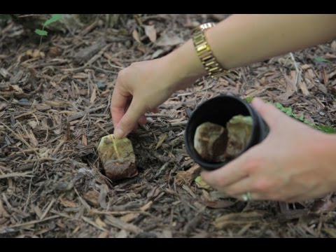 unglaublich!-das-kannst-du-also-mit-alten-teebeuteln-anstellen..😮