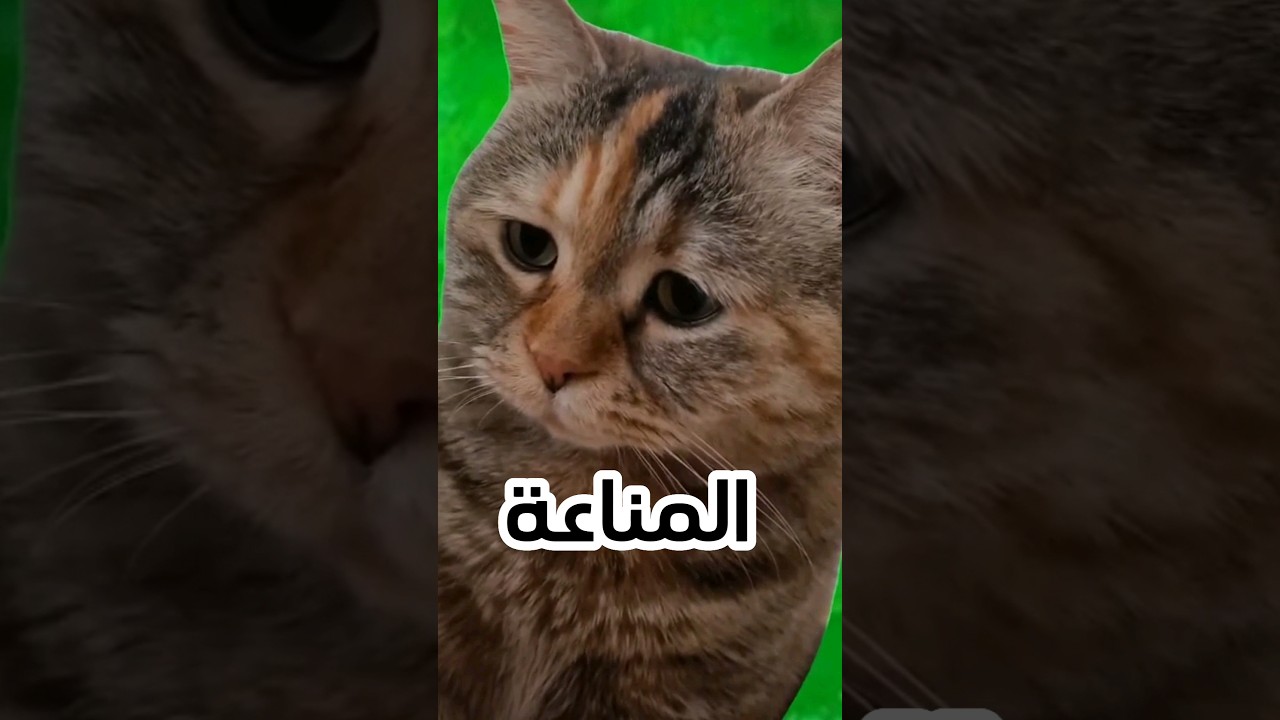 كيف أدرس المناعة 🦠 ؟