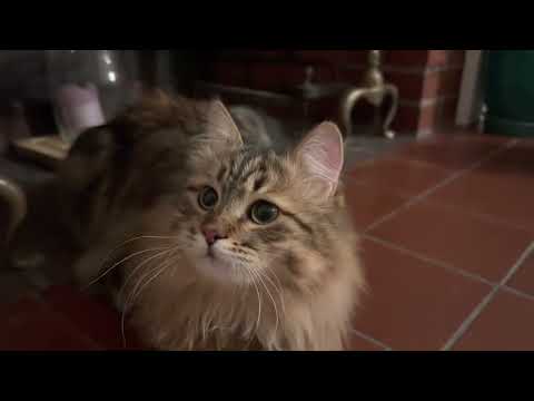 SIBERIAN Cat - Fetch game