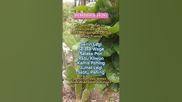 7 Weton anak waktu dewasa kelak bakal mengangkat derajat orang tuanya #primbonjawa #weton #ramalan