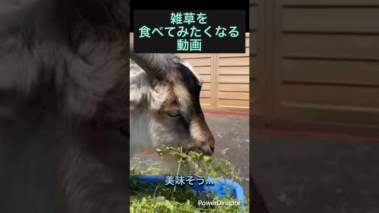 田舎でヤギと暮らす 】美味しそう過ぎるw #動物 - YouTube