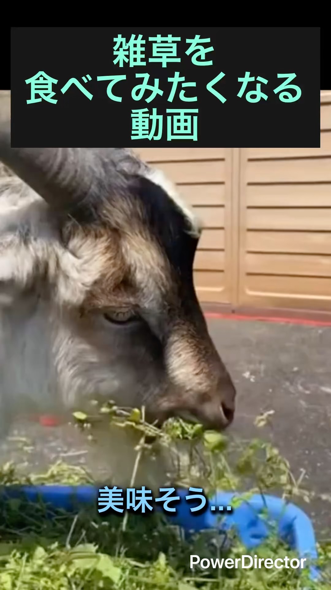 田舎でヤギと暮らす 】美味しそう過ぎるw #動物 - YouTube