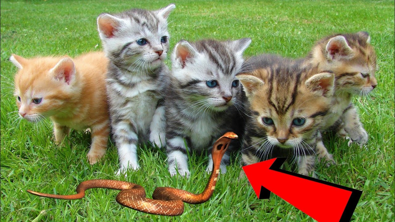 (OMG 😱no no.) Funny Cat Videos  2021 |Funny Cat Videos 2020