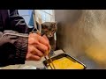 だし巻き卵を焼くおばあちゃんの様子をずっと踏み台に乗って観ていて.. 覗き込んで注意されても動じない猫・・・