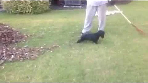 Kali in leaves