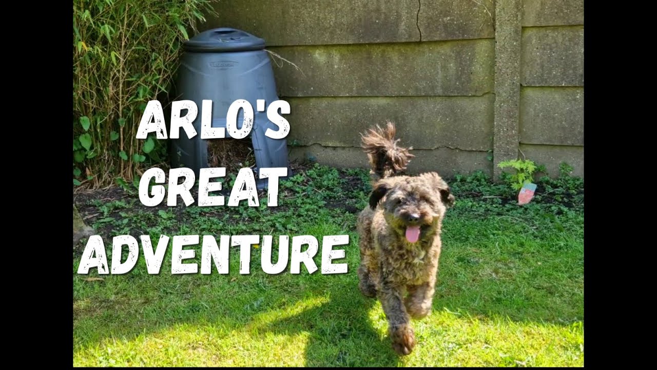 Arlo and the Rat - YouTube