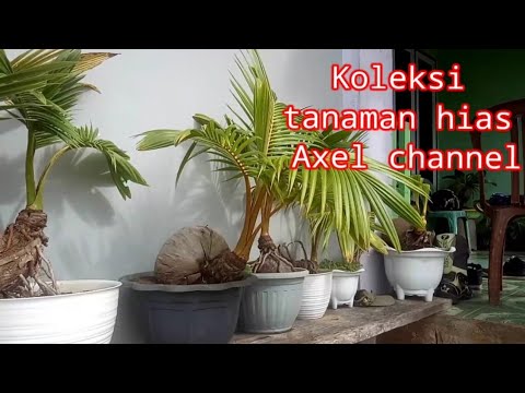 Koleksi tanaman hias