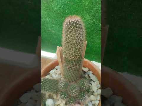 شجره الصبار لشن طكطك