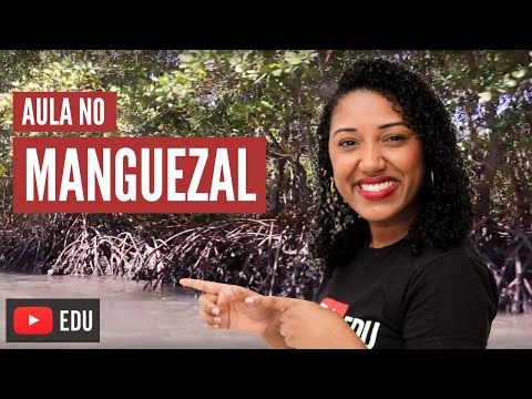 Vídeo: Os manguezais são de água salgada?