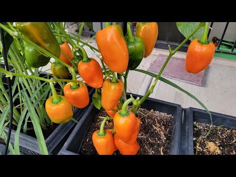 Video Thu hoạch ớt chuông đủ loại trĩu cành, bầu dài, dưa... - youtube