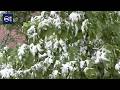 Spring freeze threatens crops