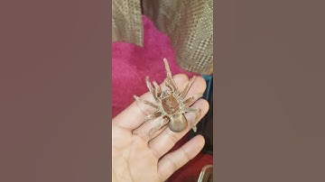 Tarantula Bite/King baboon/Pelinobius muticus
