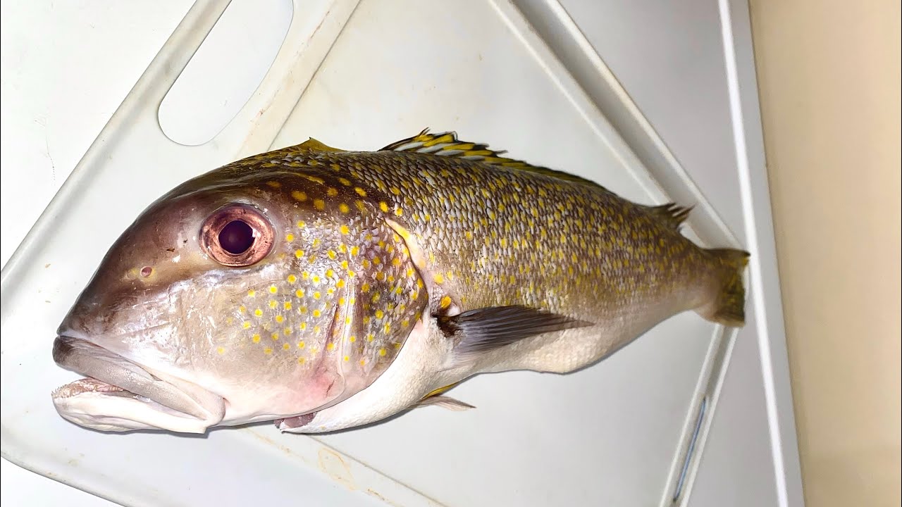 Whole Golden Tilefish Cut Clean Fillet Visual Instruction - ASMR
