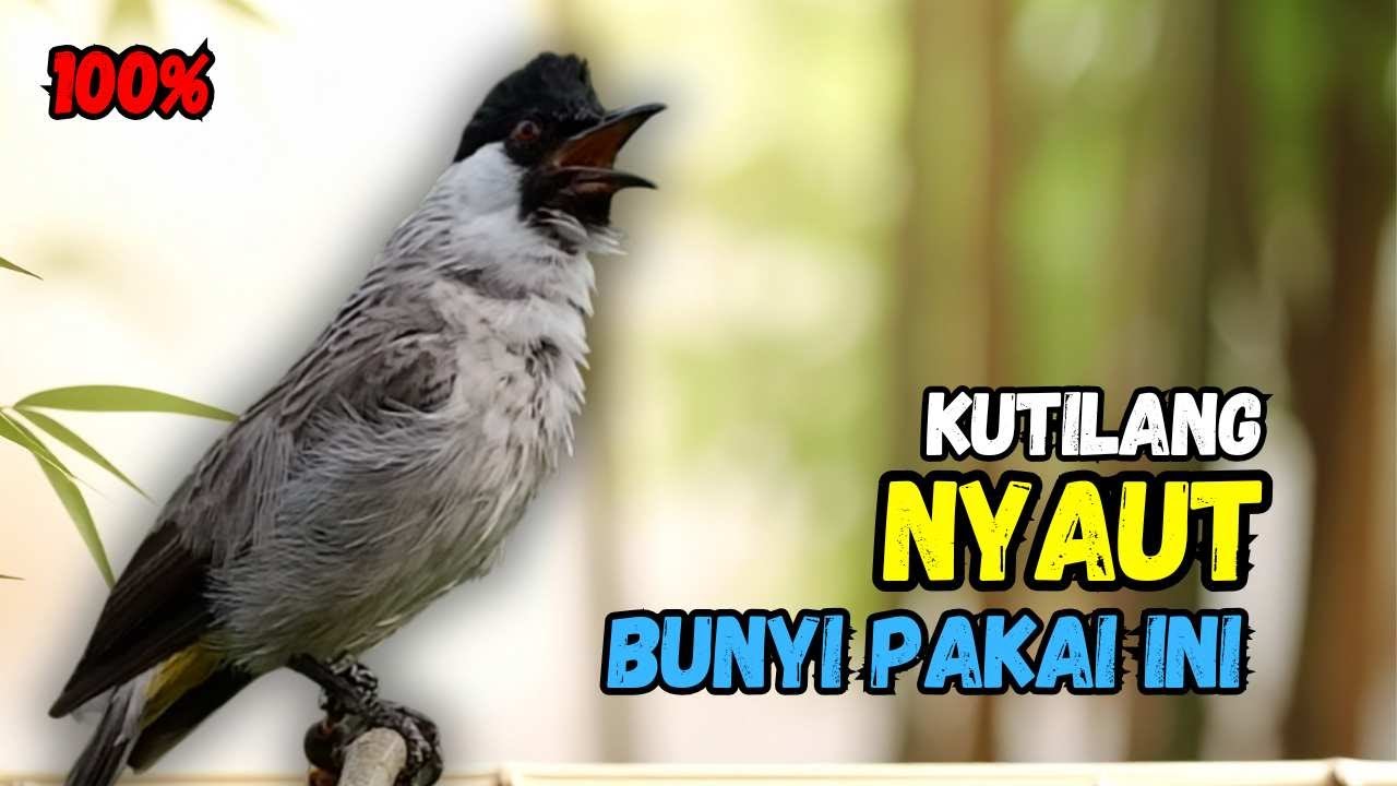 Pasti Nyaut,,!!! Suara Pancingan Burung Kutilang Gacor Ampuh'