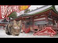 神社に暮らす『遠野郷八幡宮の猫』【とおの猫ぐらし#4】