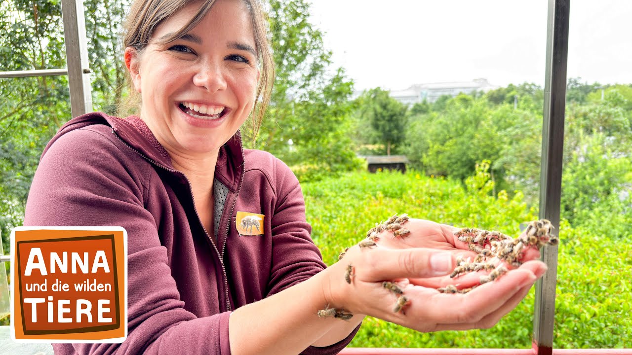Kuscheln mit der Honigbiene | Reportage für Kinder | Anna und die wilden Tiere