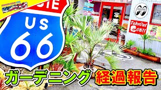 【観葉植物】 ドライガーデン経過報告 アメリカン ザッカ ウェルカム #024
