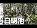 夏日小旅行Vlog1｜魔法森林白駒池｜御射鹿池｜長野山梨交界山林魅力