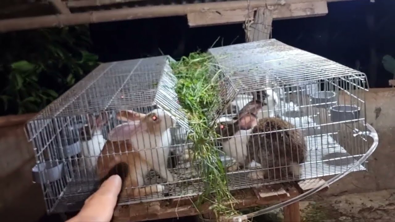 Mô hình nuôi thỏ, tận dụng chuồng heo củ - youtube