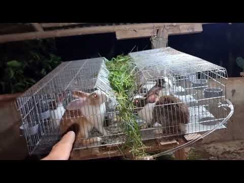 Video Mô hình nuôi thỏ, tận dụng chuồng heo củ - youtube